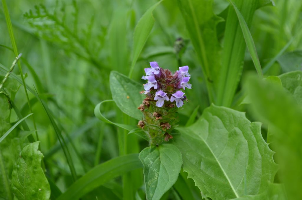 Val Brembana, (BG) : Prunella vulgaris